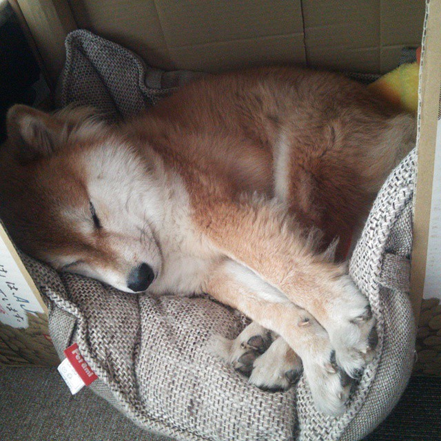 塔图姆爆发狂砍42分，凯尔特人轻松淘汰山西队晋级