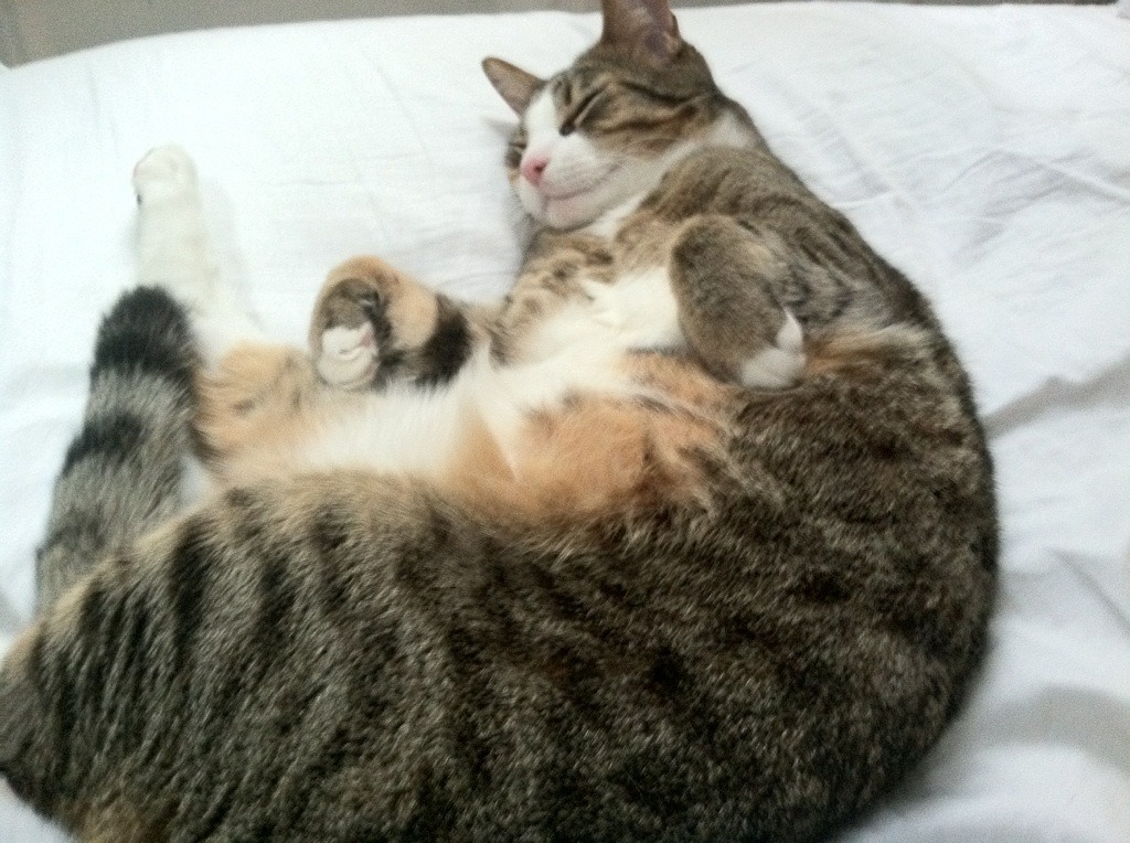 开云体育官方网站-从团队铁血到个人光芒，足球世界的双重奏