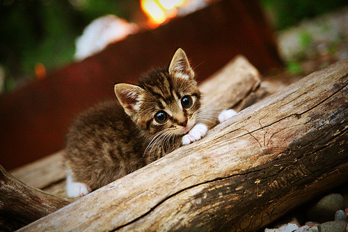 吉林队强势冲垮老鹰取关键胜利,布克全场最佳表现毫无争议