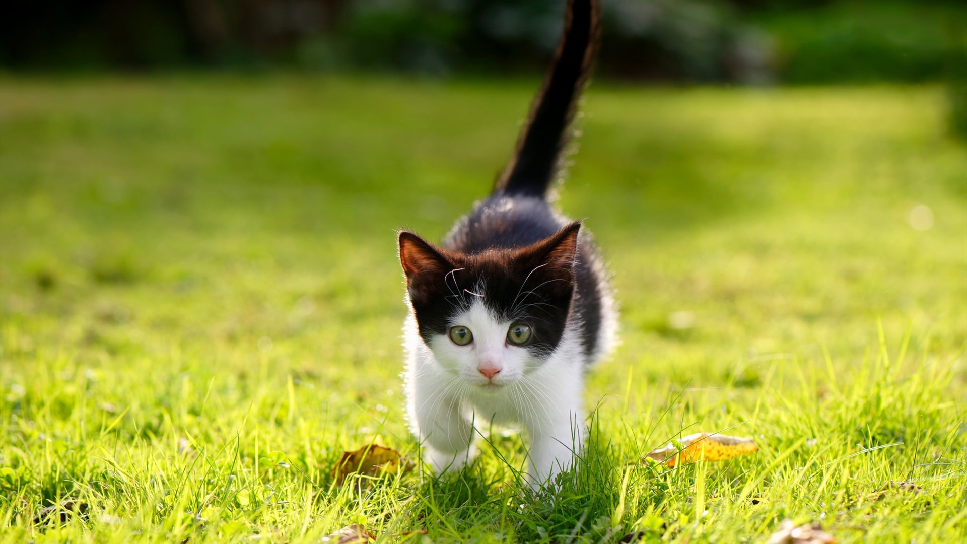 引擎轰鸣，高原寒流，当F1悬念与CBA火力在竞技长河中交汇