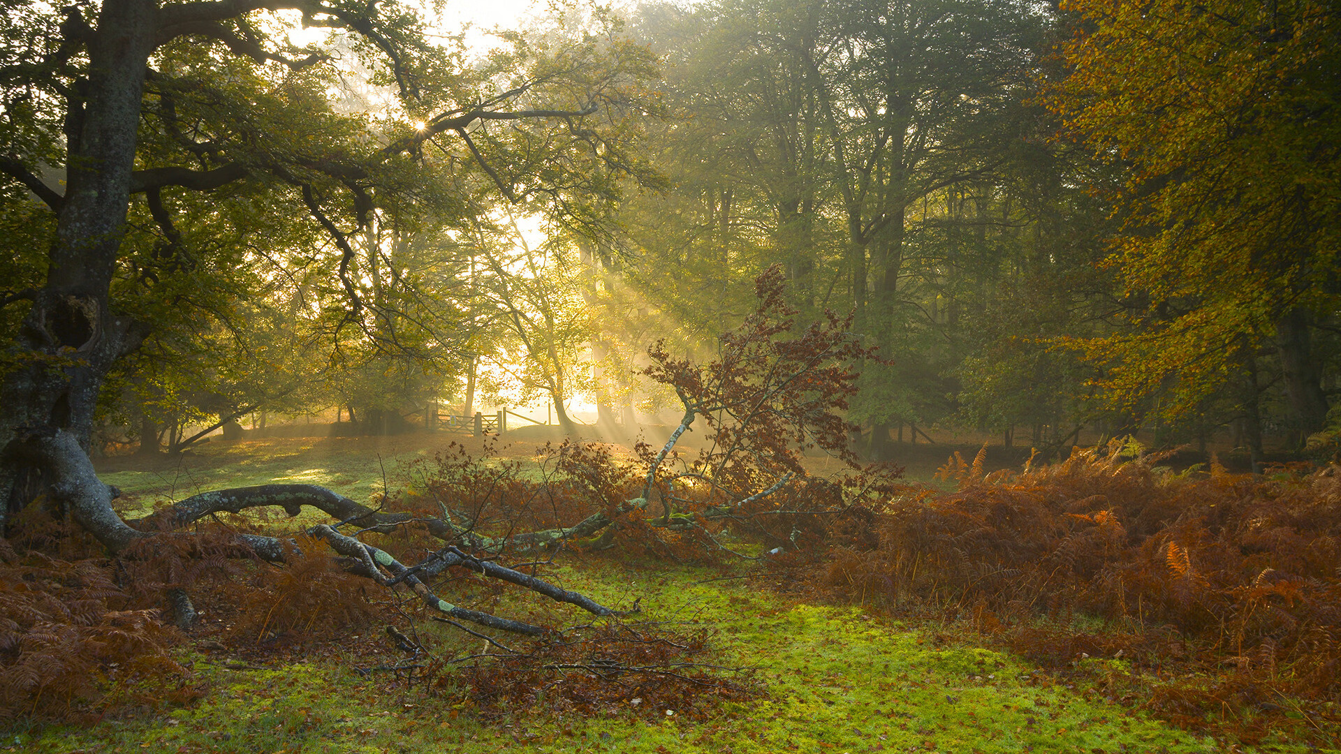 从边缘人到救世主,楚阿梅尼的怒吼与摩纳哥的希腊神话
