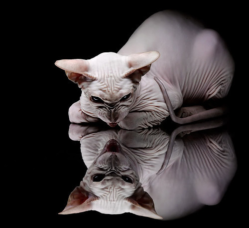 开云体育官方网站-逆境中的华丽乐章，老詹导演的加时交响