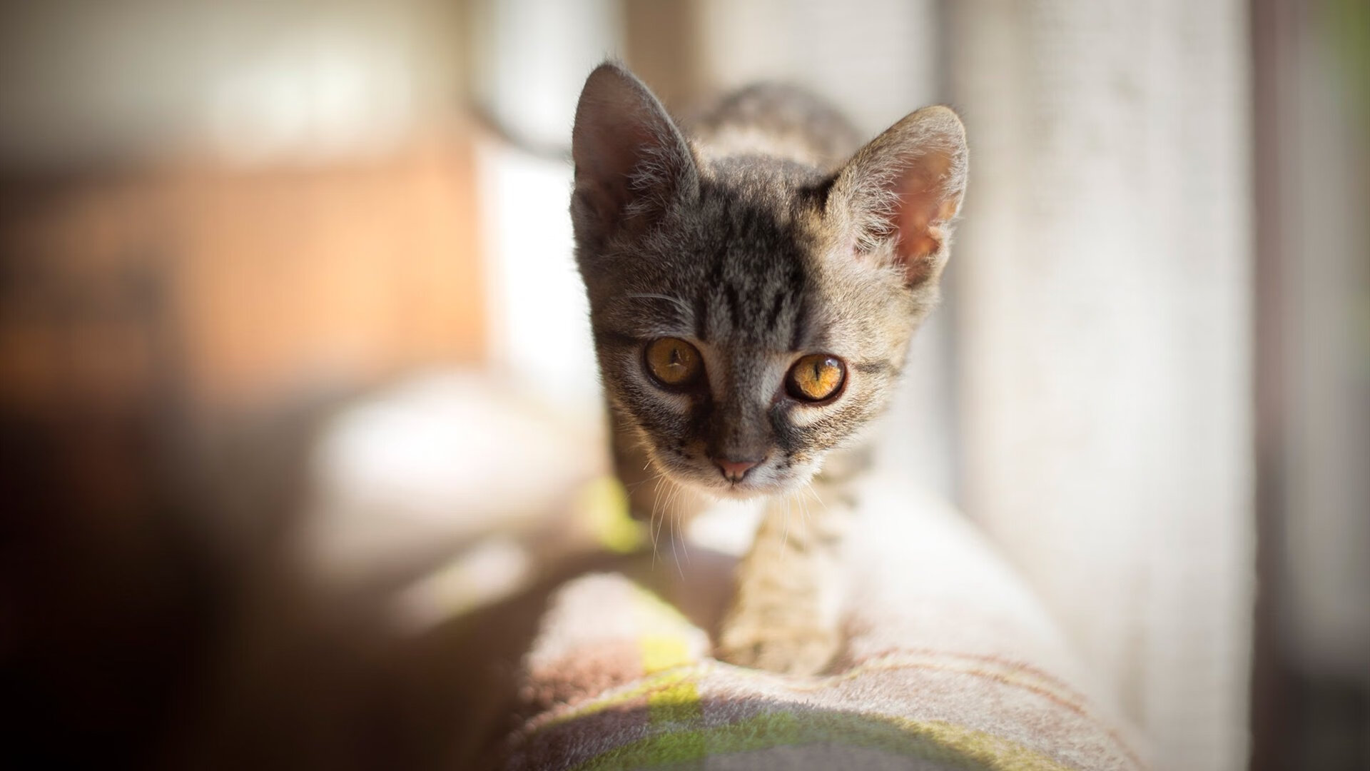 对决与决胜,英超西甲的星光印记