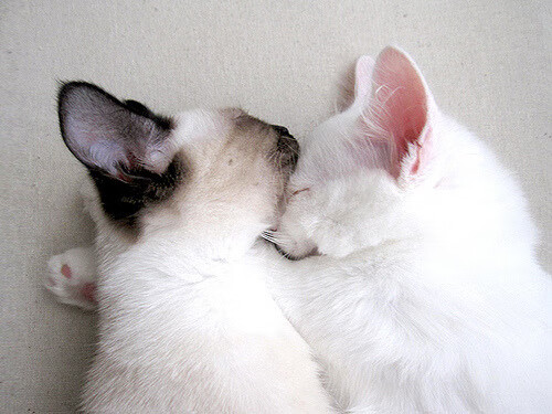 开云体育入口-篮球双线辉煌，76人正面击溃勇士，拉文欧冠淘汰赛接管比赛