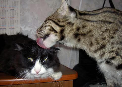 终场哨响时,阿圭罗爆发与国际米兰的塞内加尔封锁