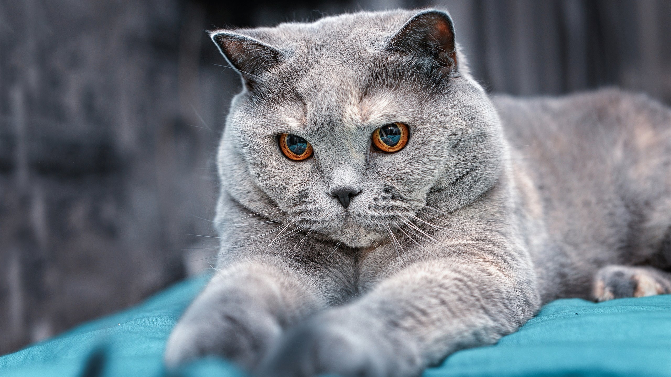 开云下载-爆冷与辉煌，乌拉圭逆袭秘鲁，卢卡库冠军级表现闪耀足坛