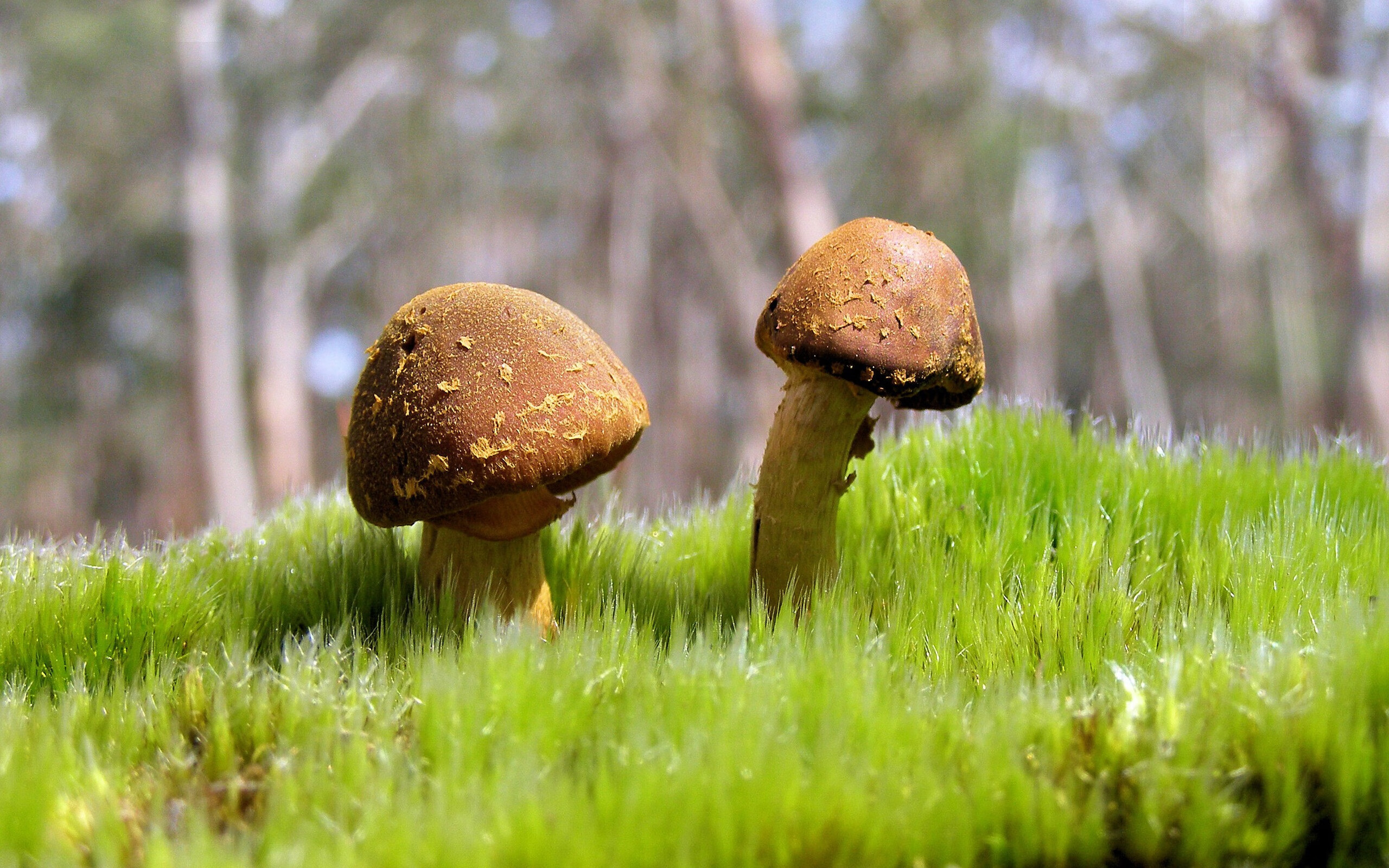 灰熊斩落新疆队，布伦森F1年度争冠接管比赛，体育跨界风云录