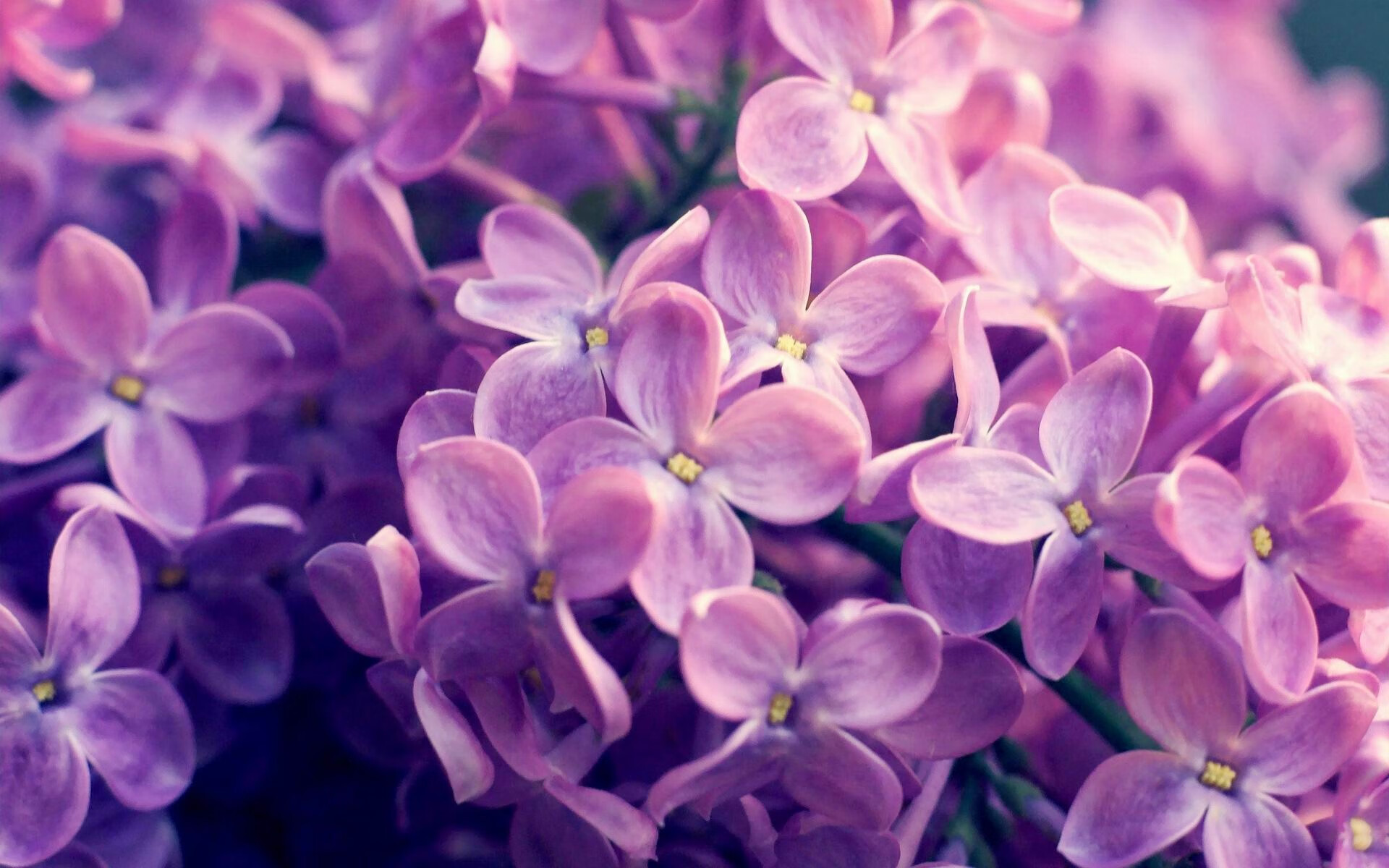 开云体育官网-若日尼奥的智慧与土耳其的胜利，足球的战术之美