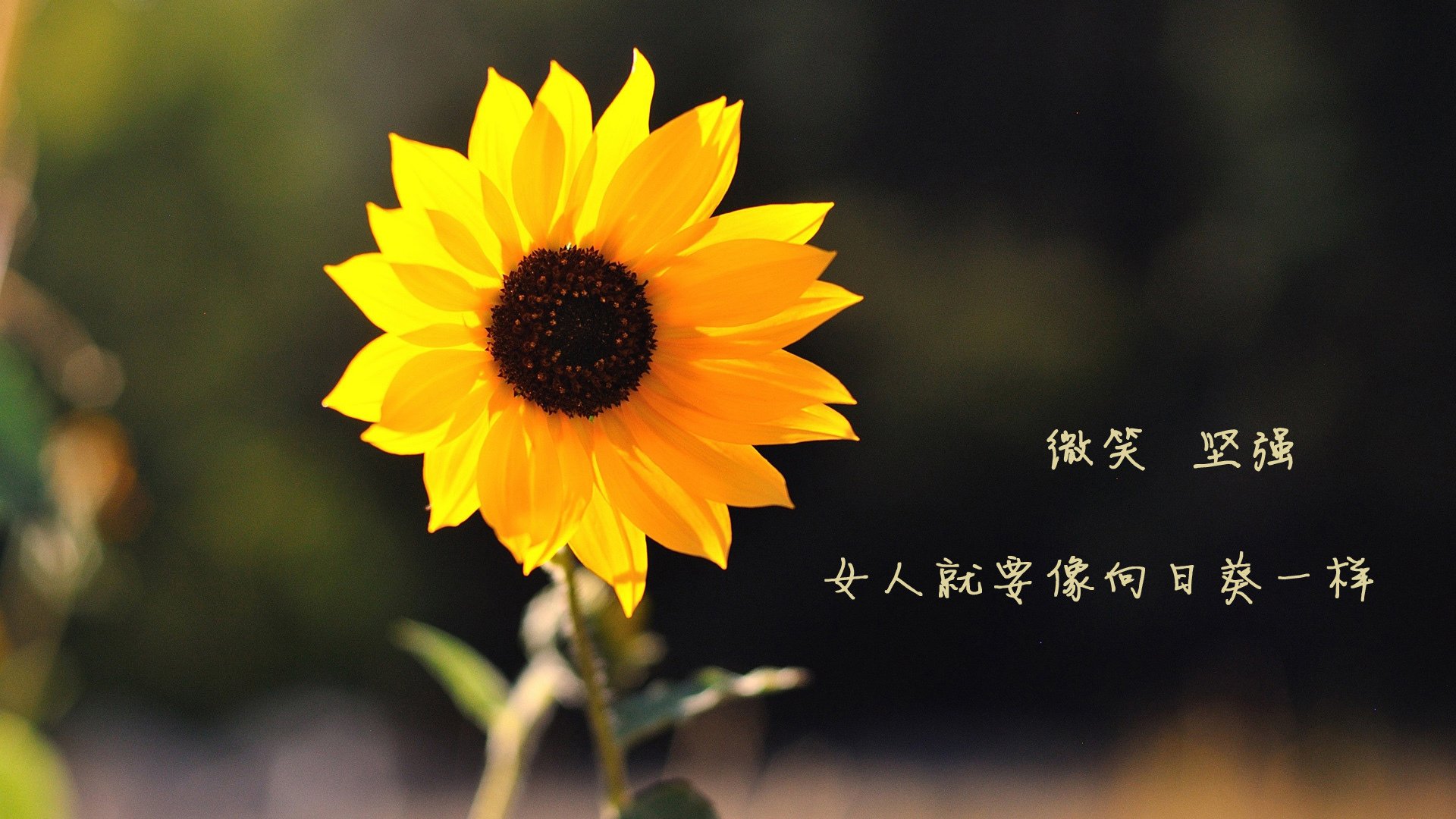 开云体育下载-轮胎咆哮与三分冷雨，小贾伦如何在最高压力之夜定义巅峰价值