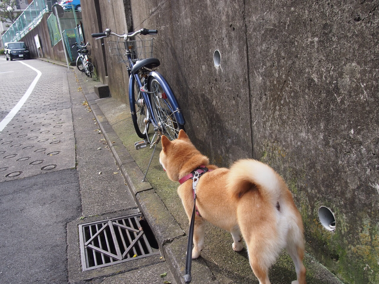 范弗利特用大师级控场导演火箭青春风暴，东契奇以巨星时刻强行终结活塞反抗