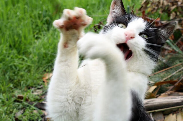 绝境战神！霍勒迪轰下40+三双，一战奠定欧冠淘汰赛传奇