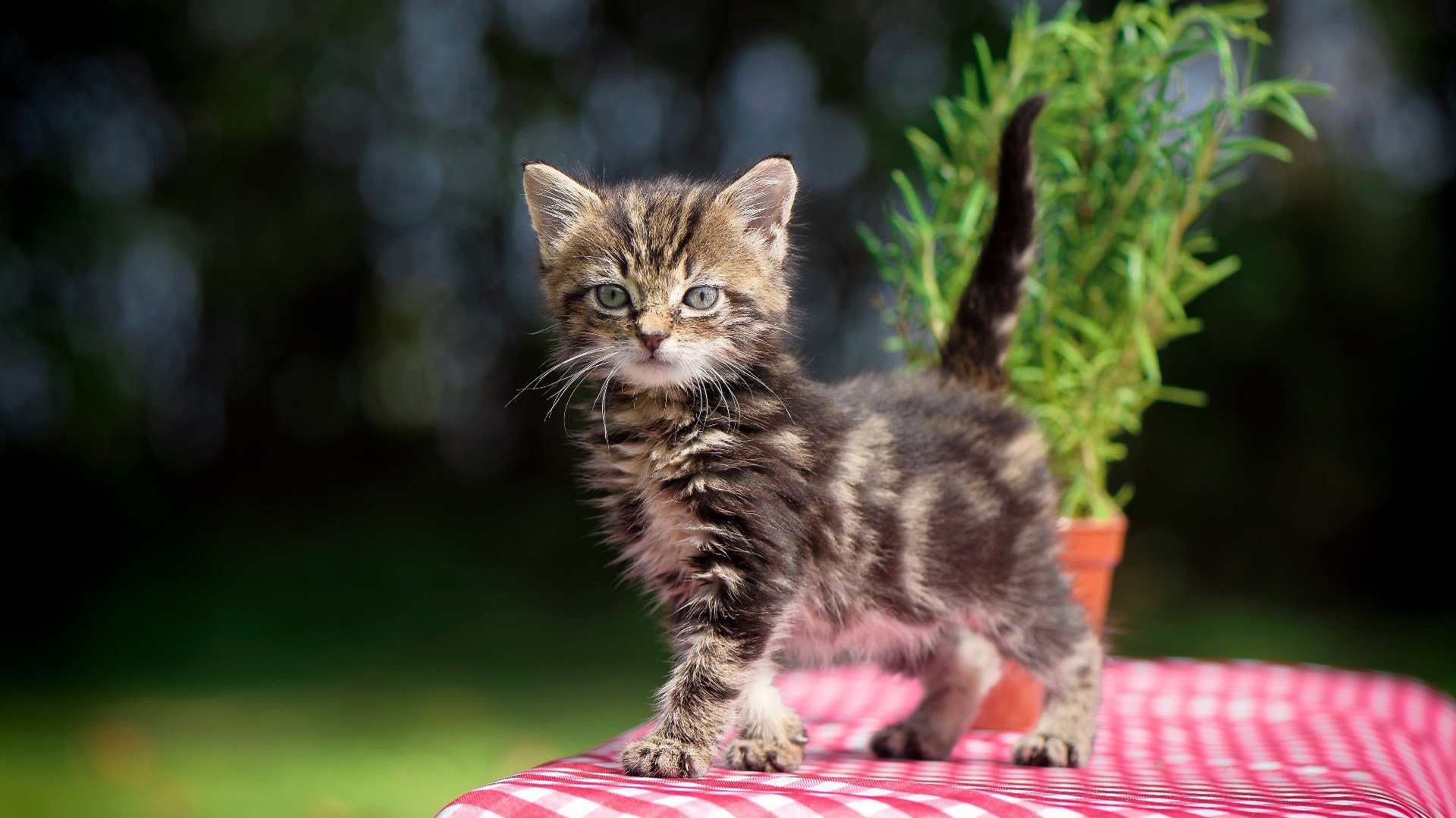 从险被换下到一锤定音，努涅斯用最残酷的方式宣告巨星降临