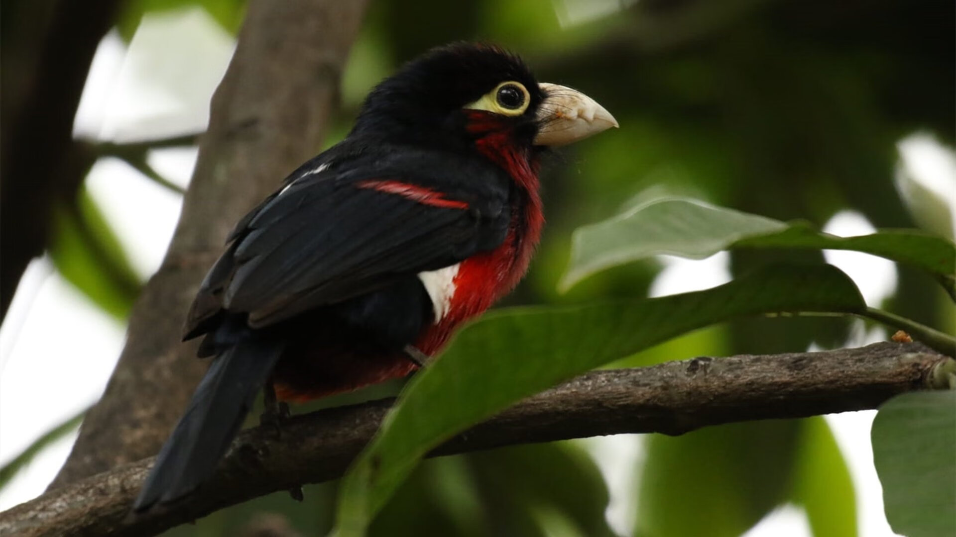 黄蜂毒刺刺穿东方明珠，贝恩49分狂潮浇灭上海反扑烈焰