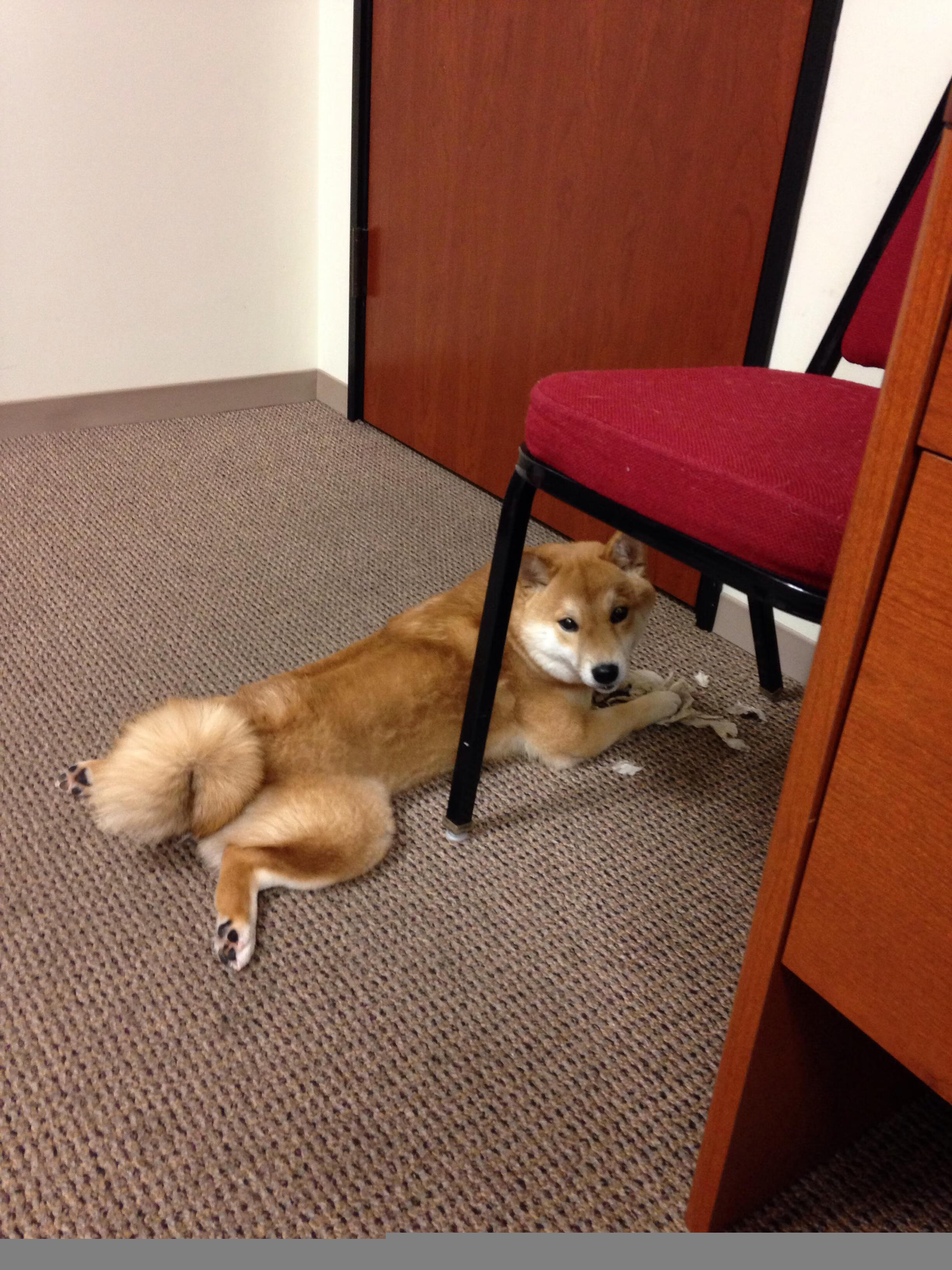 血色哨音与石像的苏醒，恩比德抢七夜的封神一击