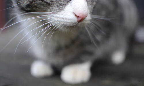 乌拉圭战术收割塞内加尔，卡马文加化身中场新核