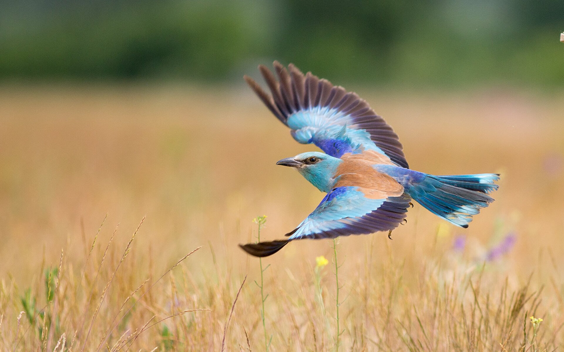 开云体育官方网站-文班亚马硬仗之王显神威，火箭强势压制公牛展实力