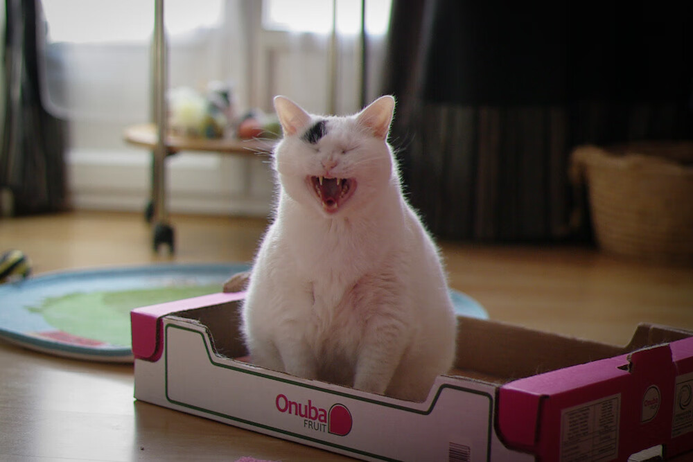 新式足球战术革命,新西兰如何用物理公式压制塞维利亚,巴尔韦德成全场唯一解