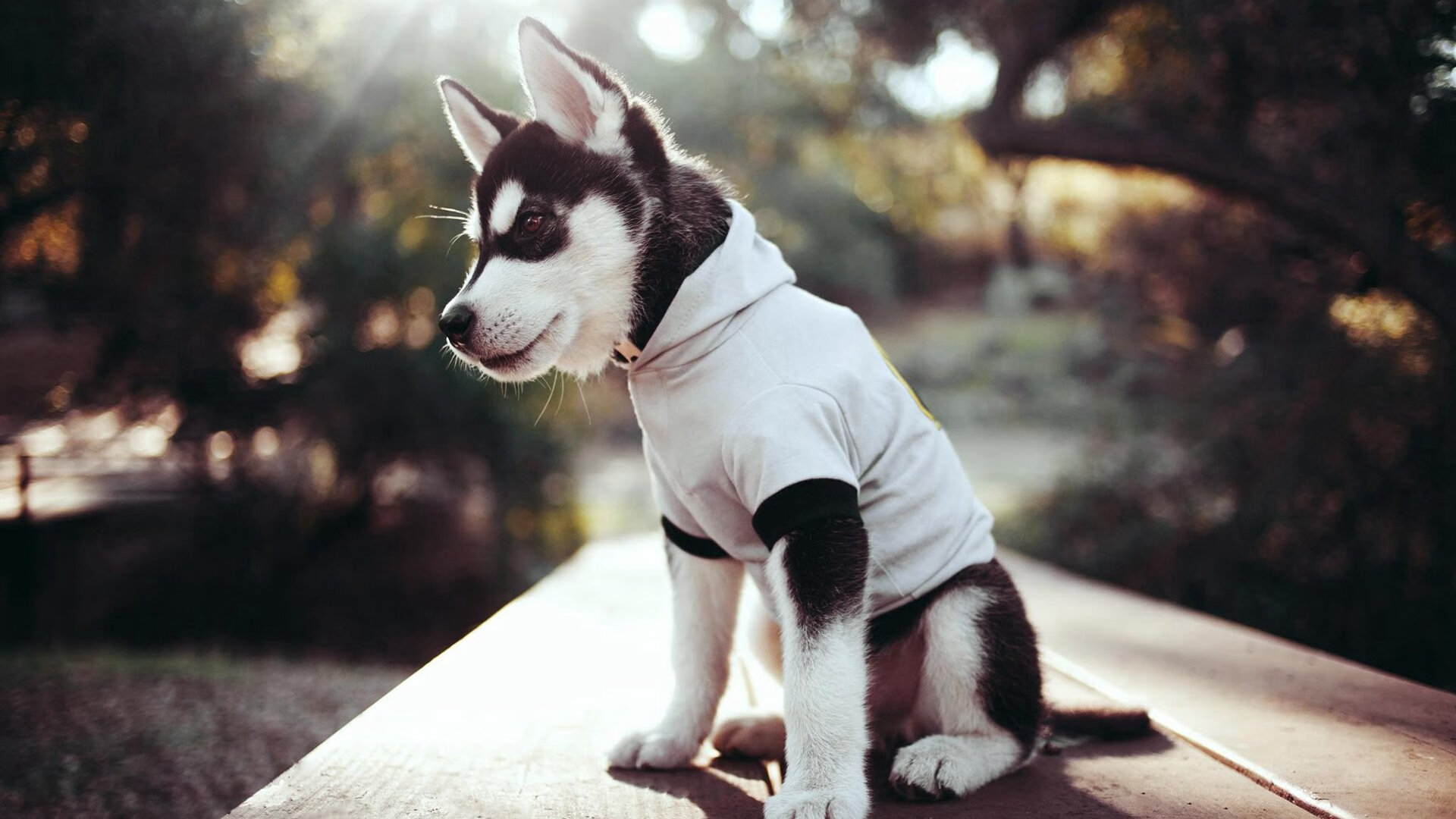 开云体育中国-马克西稳定输出不掉线，尼克斯主场击退灰熊迎关键胜利