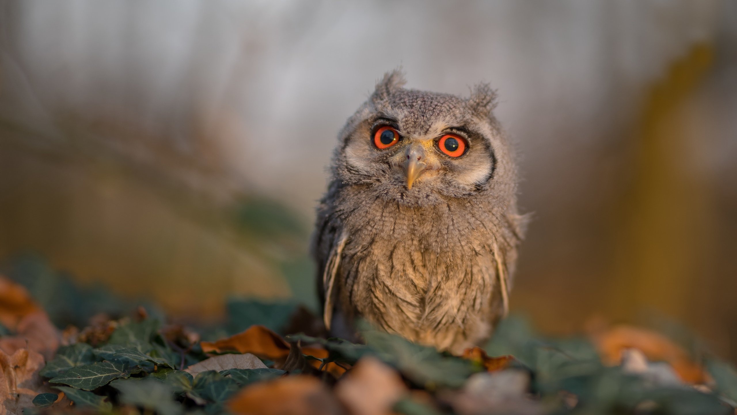 保罗末节统治赛场，奇才完胜浙江取关键胜利