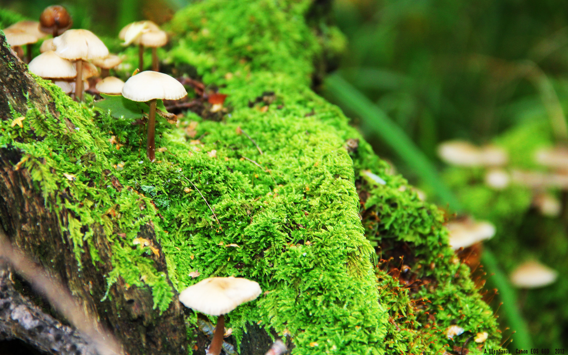 绿茵双响炮，英超争冠白热化对决与奥地利爆冷击溃阿根廷的足球启示